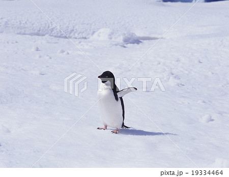 アデリーペンギン 南極 アデリーペンギン 南極 19334464