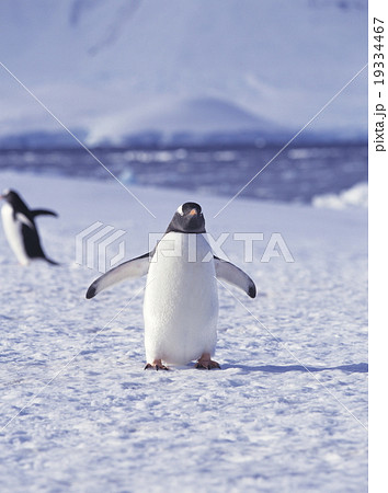 ジェンツーペンギン 南極の写真素材