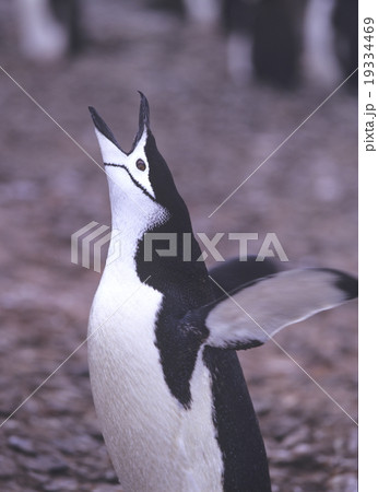 ヒゲペンギン　南極 19334469