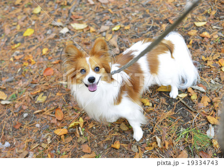パピヨン パピオン 犬 ペット 散歩イメージの写真素材 [19334743] - PIXTA