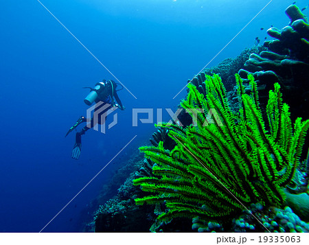 Very Bright green underwater Coral Plant in front 19335063