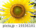 Sunflower 19336101