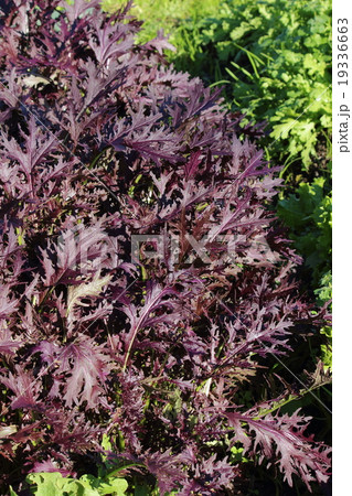 コーラルリーフ 19336663