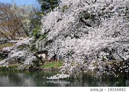 東京都 井の頭公園 井の頭池 満開の桜 東京都 井の頭公園 井の頭池 満開の桜 19336882