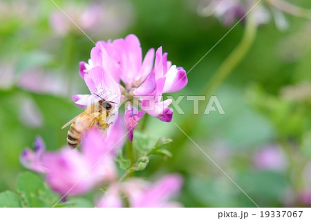 レンゲの花とミツバチ 19337067