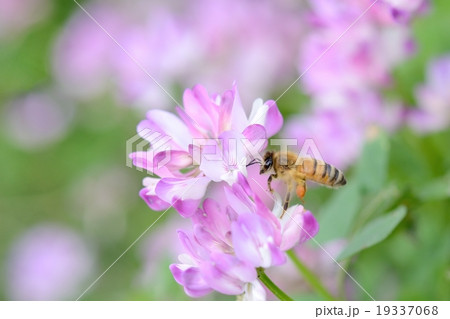 レンゲの花とミツバチ レンゲの花とミツバチ 19337068