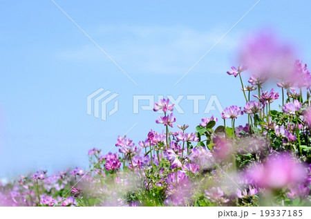 レンゲの花 青空背景 レンゲの花 青空背景 19337185