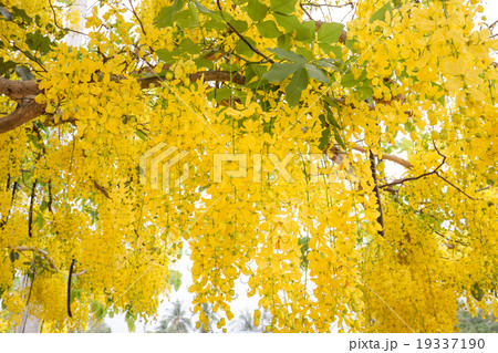 Cassia fistula flower 19337190