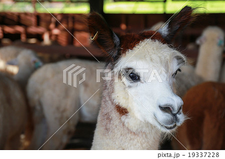 close up face of alpaca in farm close up face of alpaca in farm 19337228