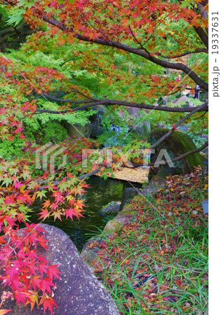 色付き始め　徳川園 19337631