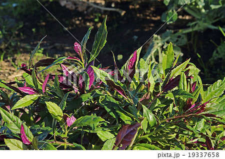 きんじそう栽培 19337658