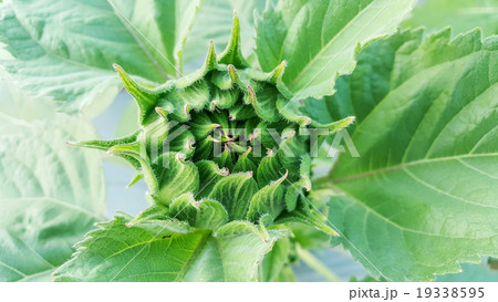 Close-up of the green bud of a sunflower. 19338595