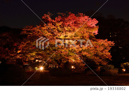 御神木のライトアップ 紅葉の樹木 シンボルツリーの紅葉 大きな木 ご神木の写真素材