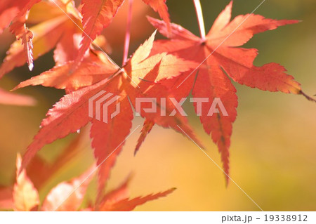 オレンジのもみじ 19338912