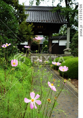 西念寺（山門と秋桜） 19339286