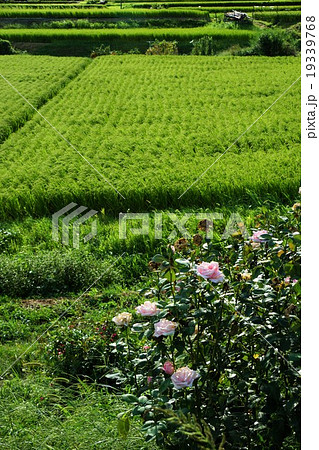 秋のさかき千曲川バラ公園から見る田園風景と薔薇 19339768