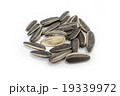 Sunflower seed 19339972