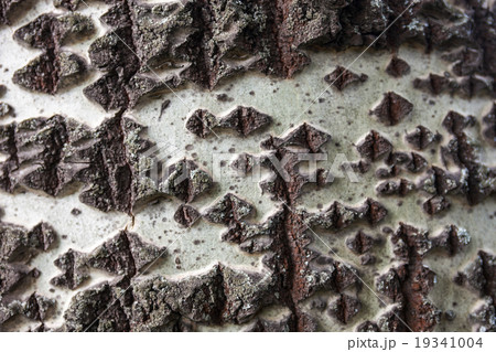 Close up of the birch bark 19341004