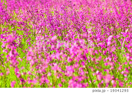 Blooming sticky catchflies (Silene viscaria) 19341293