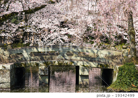 参道の太鼓橋と満開の桜、三嶋大社、静岡県 19342499