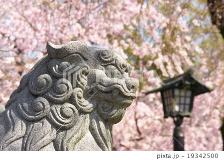 参道の狛犬（獅子）と満開の桜、三嶋大社、静岡県 19342500
