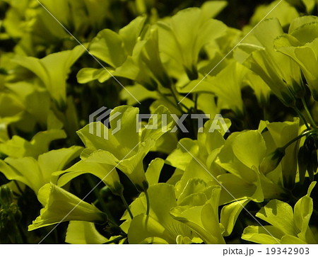 オキザリスシリーズ 19342903