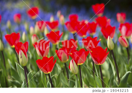 チューリップ チューリップ 19343215