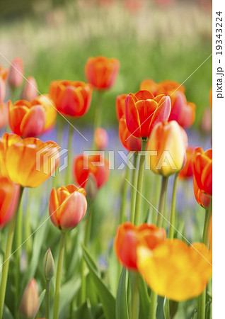 チューリップ チューリップ 19343224