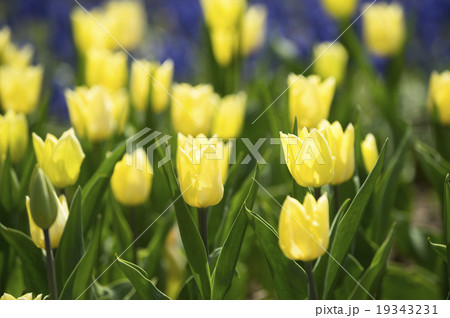チューリップ 19343231