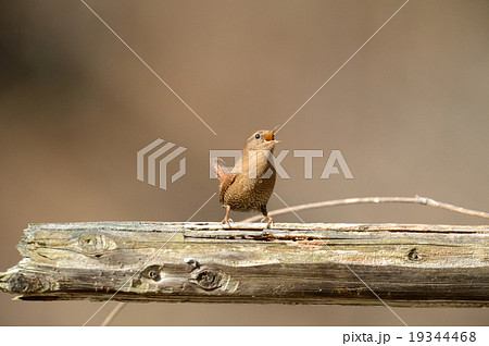 ミソサザイ 19344468