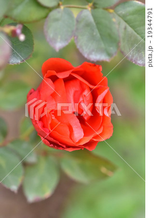 薔薇 薔薇 19344791