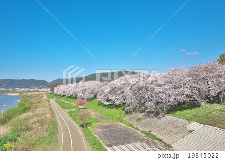 背割堤の桜並木 19345022