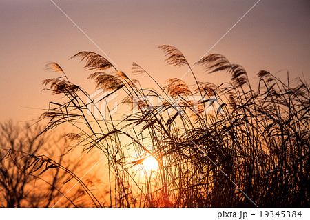 夕日とススキ 19345384