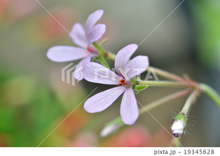 ペラルゴニウム ペラルゴニウム 19345628