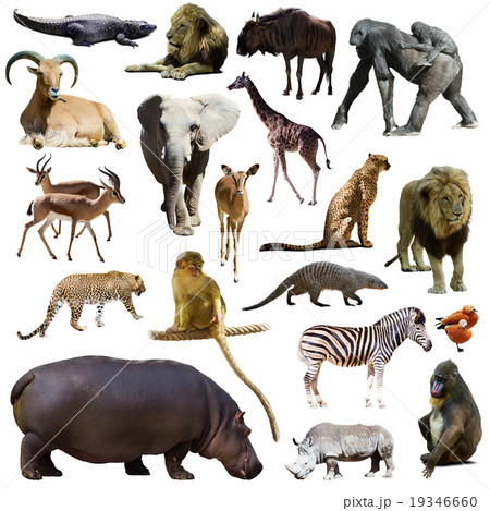 Set of hippopotamus and other African animals. Isolated Set of hippopotamus and other African animals. Isolated 19346660