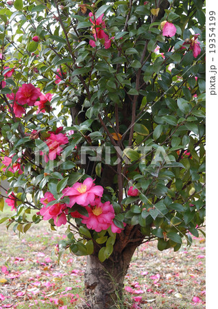 サザンカ サザンカ 19354199