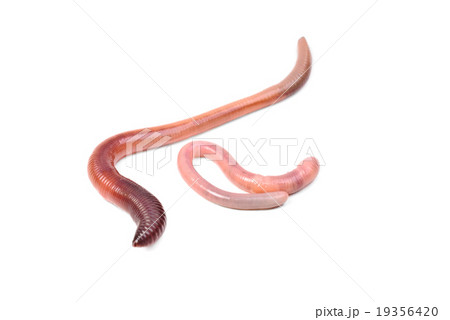 animal earth worm isolated on white  background 19356420