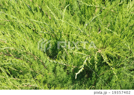 branch cupressocyparis Leylandii green background 19357402