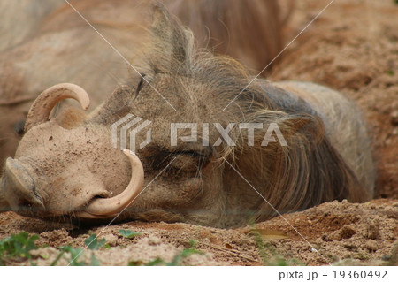 イボイノシシ イボイノシシ 19360492