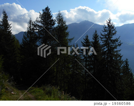 Champex５ 19360586