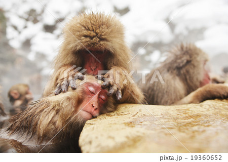 猿 申年 さる 温泉 年賀素材 干支 16 風呂 の写真素材