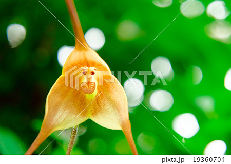 モンキーオーキッド 19360704