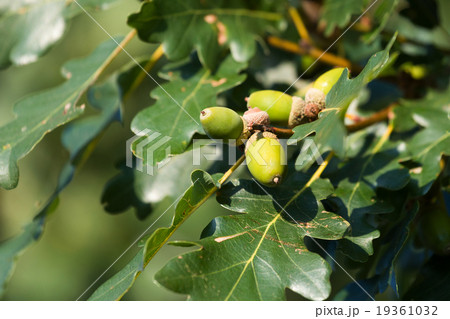 gree oak acorn gree oak acorn 19361032