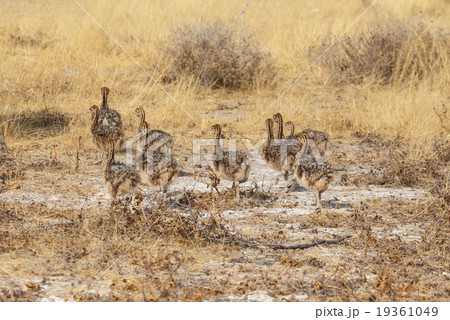 Family of Ostrich chickens Family of Ostrich chickens 19361049
