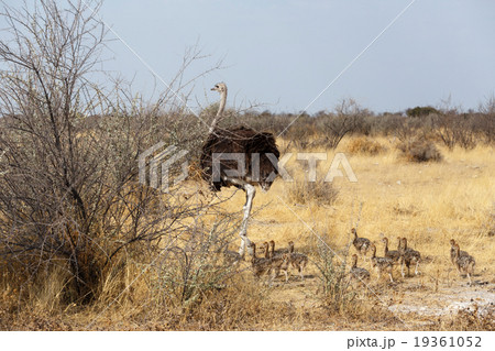 Family of Ostrich with chickens, Namibia 19361052