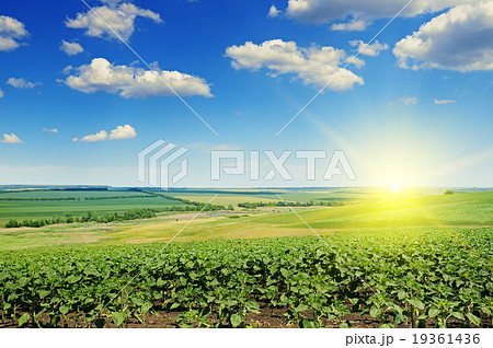 field sunflower sprouts and sunrise field sunflower sprouts and sunrise 19361436