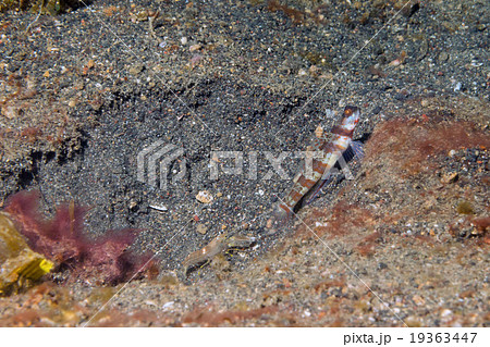 Shrimp and fish symbiosis sharing same nest 19363447