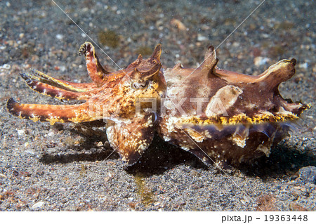 colorful squid cuttlefish flamboyant underwater 19363448