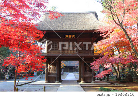 平林寺の紅葉 19363516