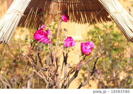 寒ボタンの花 19363580